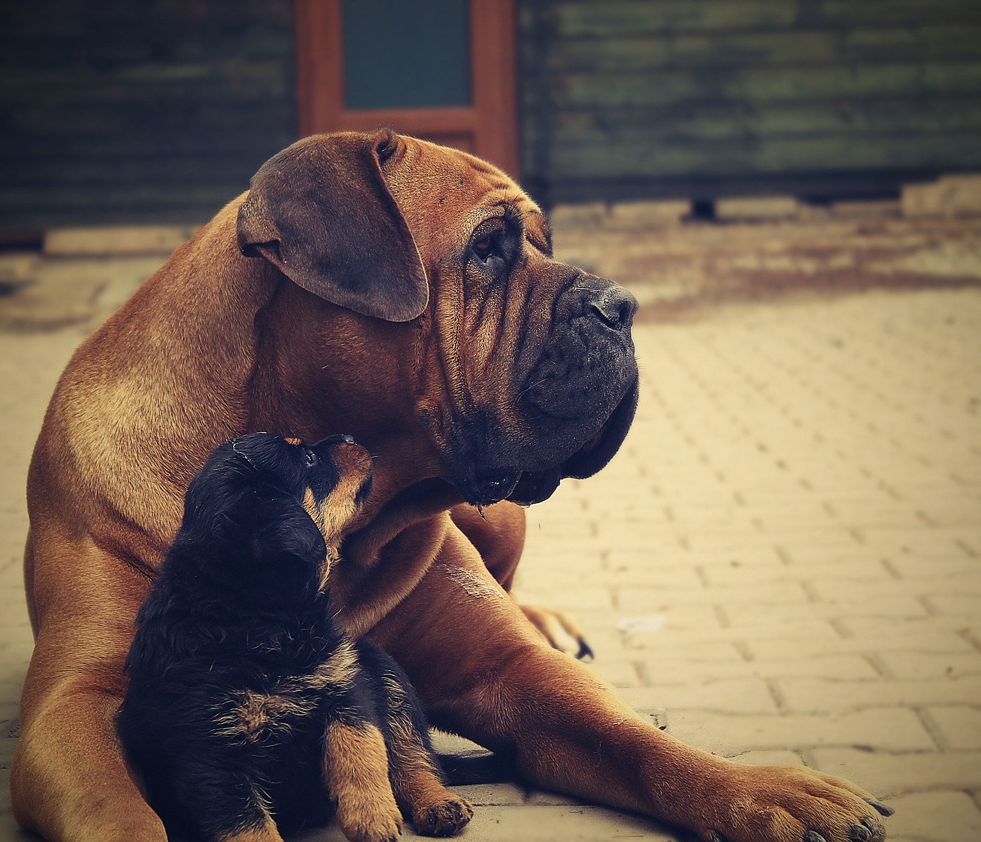 Photo of a Rottweiler protecting a puppy
