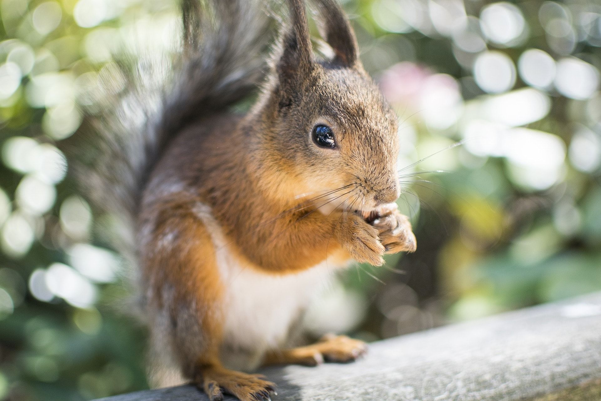 Photo of a squirrel feeding