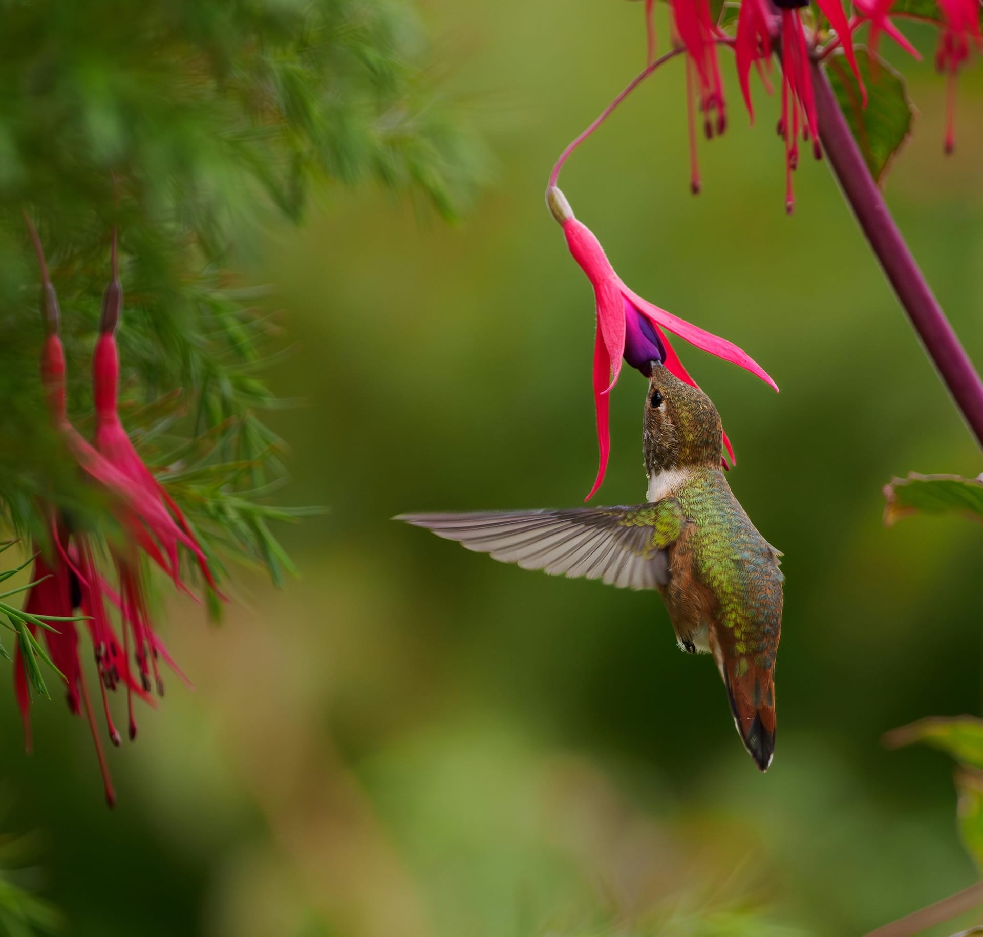 Photo of a hummingbird feeding